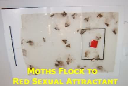 Attractant tricks males moths