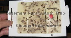 Fast Pantry Moth Traps Picture