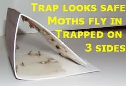 Moth Traps that Work