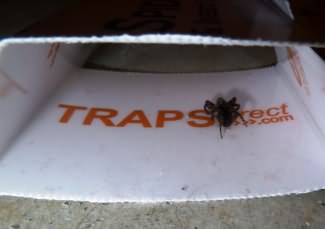 Spider Trap in action