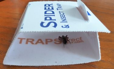 Spider Trap in action